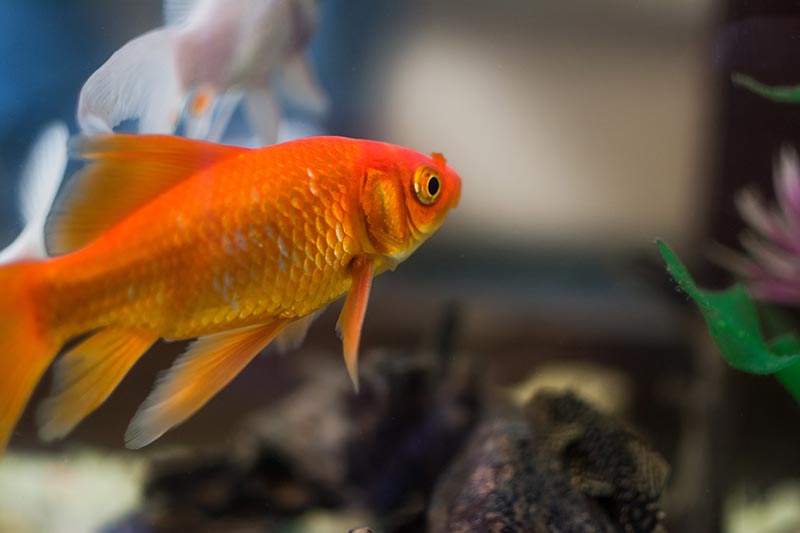 L'attention d'un poisson rouge